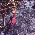 Chortippus brunneus juvénile rose, femelle, Châteaux d\'Allinges (74) 19-06-1999 -134.jpg