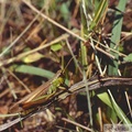 Pseudochorthippus parallelus, Criquet des pâtures, mâle macroptère
