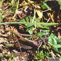 Decticus verrucivorus mâle, Anthy sur Léman (74) 20-07-1999 -242.jpg