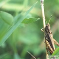Gomphocerinus rufus femelle, forêt d\'Eperlecques (62) début 09-1998 -114.jpg