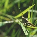 Gomphocerinus rufus mâle, forêt d\'Eperlecques (62) mi 08-1998 -113.jpg