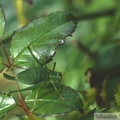 Leptophyes punctatissima, Sauterelle ponctuée, femelle