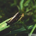 Omocestus rufipes femelle, forêt d\'Eperlecques (62) 08-1997 -109.jpg