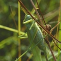 Tettigonia viridissima, Grande sauterelle verte, femelle
