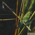 Tettigonia viridissima, Grande sauterelle verte, mâle