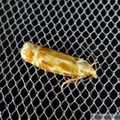 Rhyacionia buoliana, Pine Shoot Moth