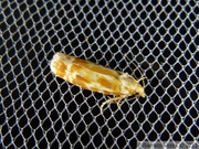 Rhyacionia buoliana, Pine Shoot Moth
