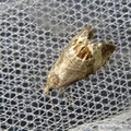 Notocelia uddmanniana, Bramble Shoot Moth