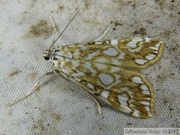 Elophila nymphaeata, Brown China-mark
