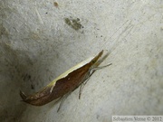 Ypsolopha dentella, Honeysuckle Moth