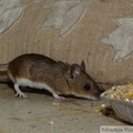 Mulot sylvestre, Apodemus sylvaticus, Wood mouse