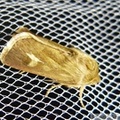 Cerapteryx graminis, Noctuelle du gramen, Antler Moth