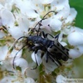 Evodinus monticola, flower longhorn beetle