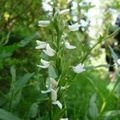 Platanthera dilatata, Fragrant White Rein Orchid 