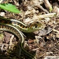 Thamnophis sirtalis, Common Garter Snake, Couleuvre rayée
