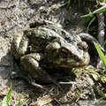 Anaxyrus boreas, Western toad, Crapaud boréal