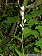 Cephalanthera damasonium, Céphalanthère de Damas, White Helleborine