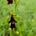 Ophrys insectifera,Ophrys mouche, Fly orchid