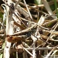 Myrmeleotettix maculatus, Gomphocère tacheté, mâle