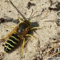 Bembix rostrata, Bembex à rostre, Common European Sand Wasp