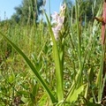 Dactylorhiza incarnata, Orchis Incarnat, Early Marsh Orchid