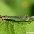 Ischnura elegans, l'Agrion élégant, femelle