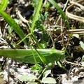 Tettigonia viridissima, Grande sauterelle verte