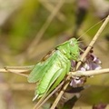Metrioptera bicolor, la Decticelle bicolore