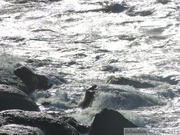 Falaise au sud du Cap Gris Nez