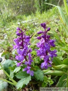 Orchis mascula, Orchis mâle
