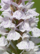 Dactylorhiza maculata, Orchis tacheté