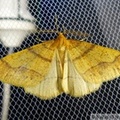 Phigaliohybernia aurantiaria, mâle