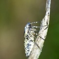 Erannis defoliaria, femelle