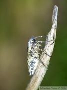 Erannis defoliaria, femelle