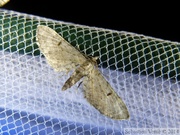 08527 Eupithecia absinthiata