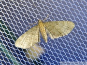 08477 Eupithecia haworthiata