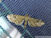 08567 Eupithecia pimpinellata