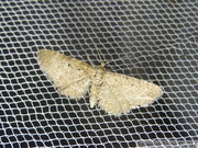 Eupithecia satyrata