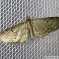 Eupithecia tripunctaria