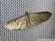08535 Eupithecia tripunctaria
