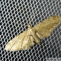 Eupithecia vulgata