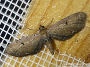 Eupithecia absinthiata