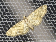 Eupithecia inturbata