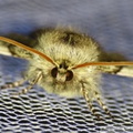 Achlya flavicornis 3.jpg