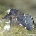 Poecilocampa populi, le Bombyx du peuplier, mâle