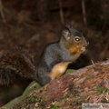 Tamiasciurus douglasii, Douglas Squirrel, Ecureuil de Douglas