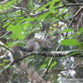 Sciurus carolinensis, Ecureuil gris de l'est, Eastern Grey Squirrel 
