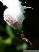 Synanthedon formicaeformis - La sésie fourmi
