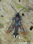 Synanthedon formicaeformis - La sésie fourmi