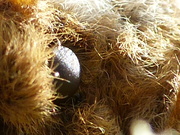 Saturnia pavonia, Petit Paon de Nuit, mâle, détail de l'oeil